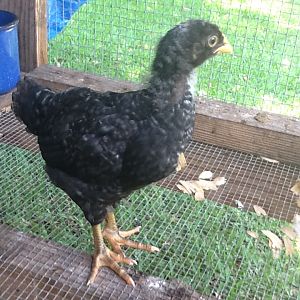 Matilda