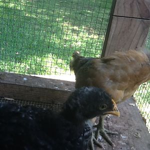 Matilda and Daisy
