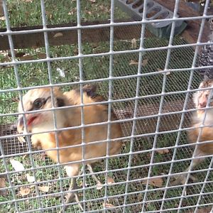 Daisy, Goofy with Matilda in the rear