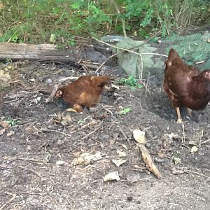 2 RIR   little one on the left is the one that I treated for canker and was a piece of thread around the base of her tongue instead    she is small compared to her sister but she has always been petite  her name is Minnie and her sisters name is Mickey because I thought it was a roo for the longest