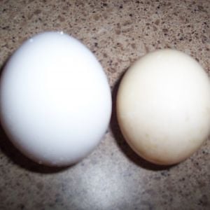 first duck egg on the right and huge leghorn on the left