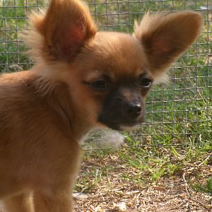 Josey - Chihuahua Puppy (girl)