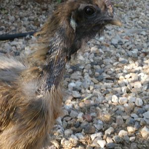 Ugalee - Patridge Show Girl Hen (name pronouced like Mogalee from the Jungle Book but with a "U" sound in front.)