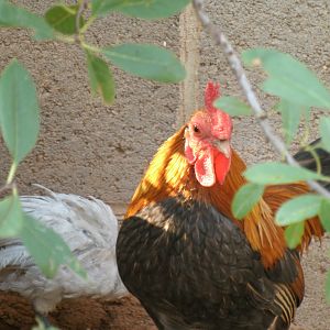 Otis - Wheaten Old English Game Bantam Rooster and Lavender Ameraucana named Jubilee
