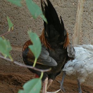 Otis - Wheaten Old English Game Bantam Rooster and Lavender Ameraucana named Jubilee