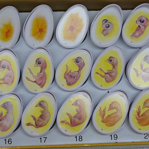 Chicken Egg Development