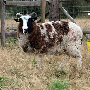 Some of our Jacob sheep