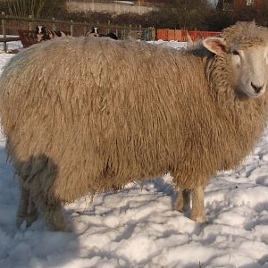 This was Bruce last winter.... he has been sheared now so looks a bit different!