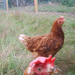 I was trying to take a photo of the hen at the back, when I uploaded it onto the computer I noticed another hen had jumped in the photo, it made me laugh..