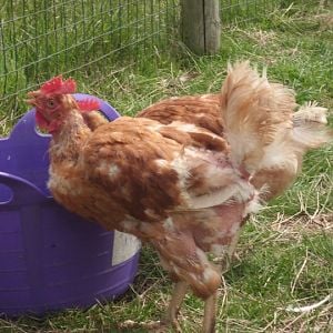 This was taken about two days after then ex-batts arrived. Oddly this hen
has never fully grown all her feathers back.
