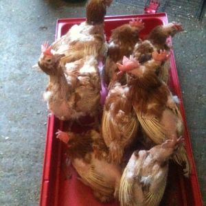 The day the ex-batts arrived - my first ever chickens!!