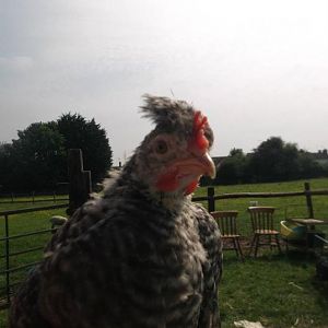One of the chicks that a child who comes to my farm hatched (using our incubator), he was named Pecky.......he looks a wee bit different now.