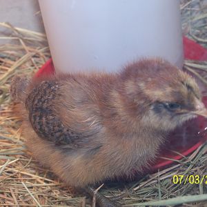 Hi PB for paint brush i like you you turned out to be one really nice yicken chicken