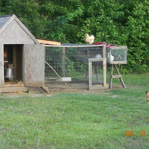 The old coop with added small cage for chicks before they go to general population