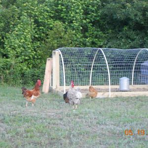 Hoop coop I added on later