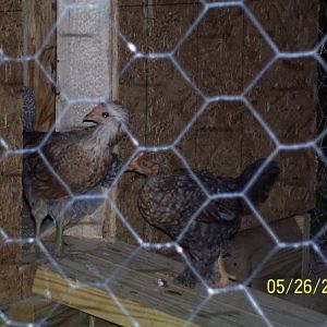 Our first batch of chicks in their new coop.