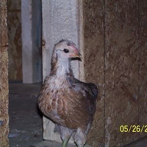 This was to be our favorite chicken... Big George. He is sorely missed. He died after protecting his flock from a fox attack. He lived about 3 years
