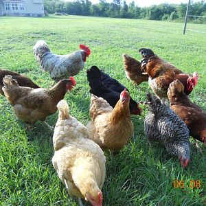 My flock..... and in the back ground you can see Big George our beloved rooster..... RIP.