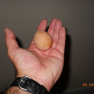 first egg!!9/4/2012