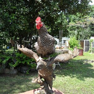 Miss Molly looking for a free ride!