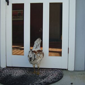 Can the dogs come out to play?