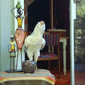 Well, howdy!  May I help you?