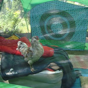 Camping in Oregon
