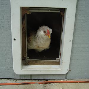 Hey!  This doggy door is quite handy!