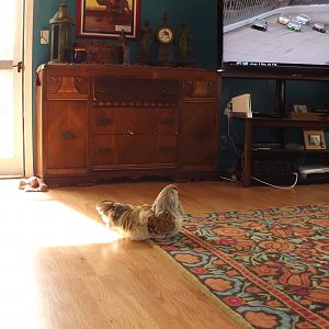 Watching NASCAR.