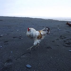 Taking a stroll on the beach.