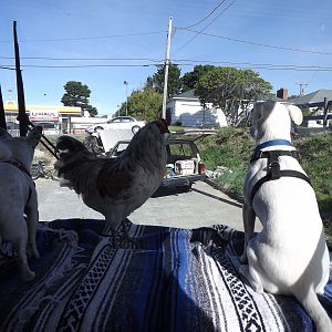 Traveling with my buddies!
