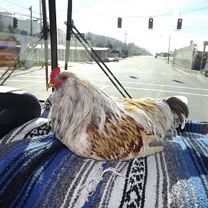 Cruising in style