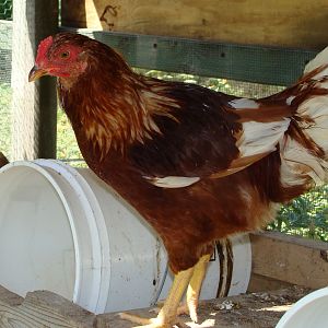 I know he's a he, but not much else!