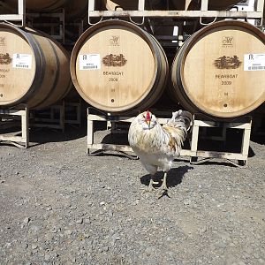 Pacific Star Winery