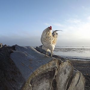 Chicken of The Sea