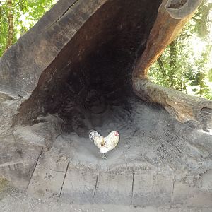 In Leggett, CA