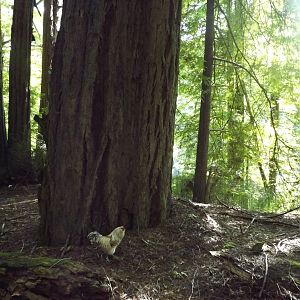 In the Redwoods...I look so tiny!