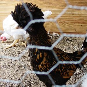 Golden /  Red Laced Polish