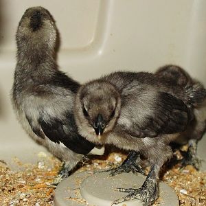 Hatched 9-1-12 Silkie and Banty Cross