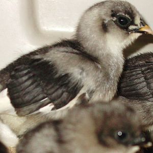 Hatched 9-1-12 Silkie and Banty Cross