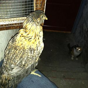 Zoet & Kitsu