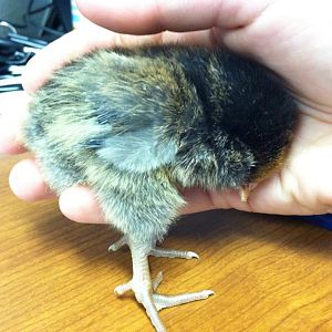 Zoet.  Look at those back toes off the ground... no surprise, she is still a total velcro chicken/lap sitter!