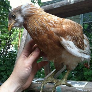 Mae, the resident sweetie bird.