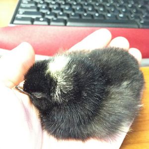 Peeps or Sleeps (n) ?