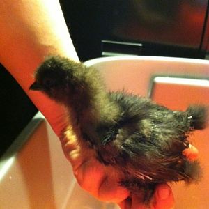 Nugget (Bantam)