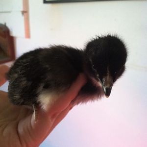 New Pullet 1