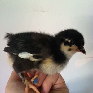 New Pullet 2