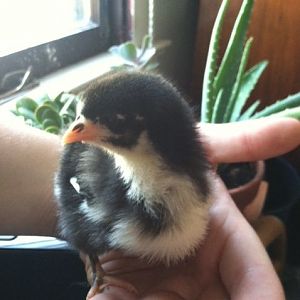 New Pullet 3