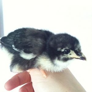 New Pullet 5