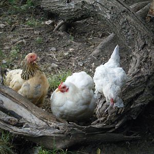 My old lady bantams, from left to right: Uhora, Nora, and Sophie.